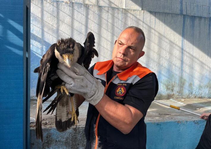 Defesa Civil de Caieiras resgata gavião ferido na Praça da Emancipação