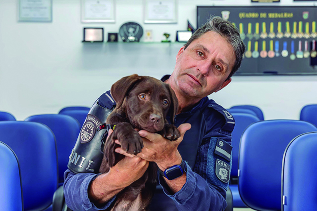 Canil da Guarda Municipal de Jundiaí recebe nova cachorrinha para treinamento e Cãoterapia