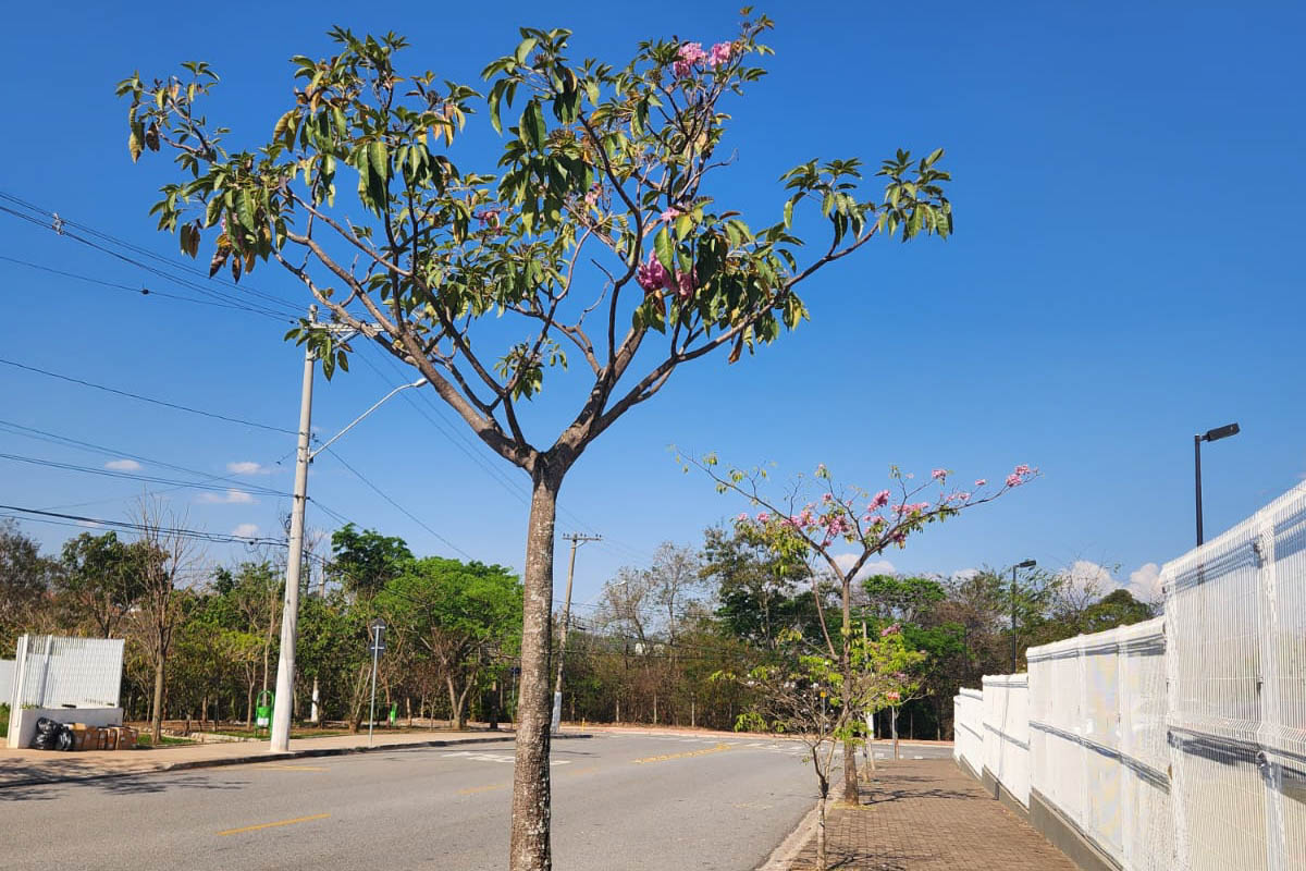 Prefeitura de Jundiaí promove plantio de árvores durante a Semana da Árvore