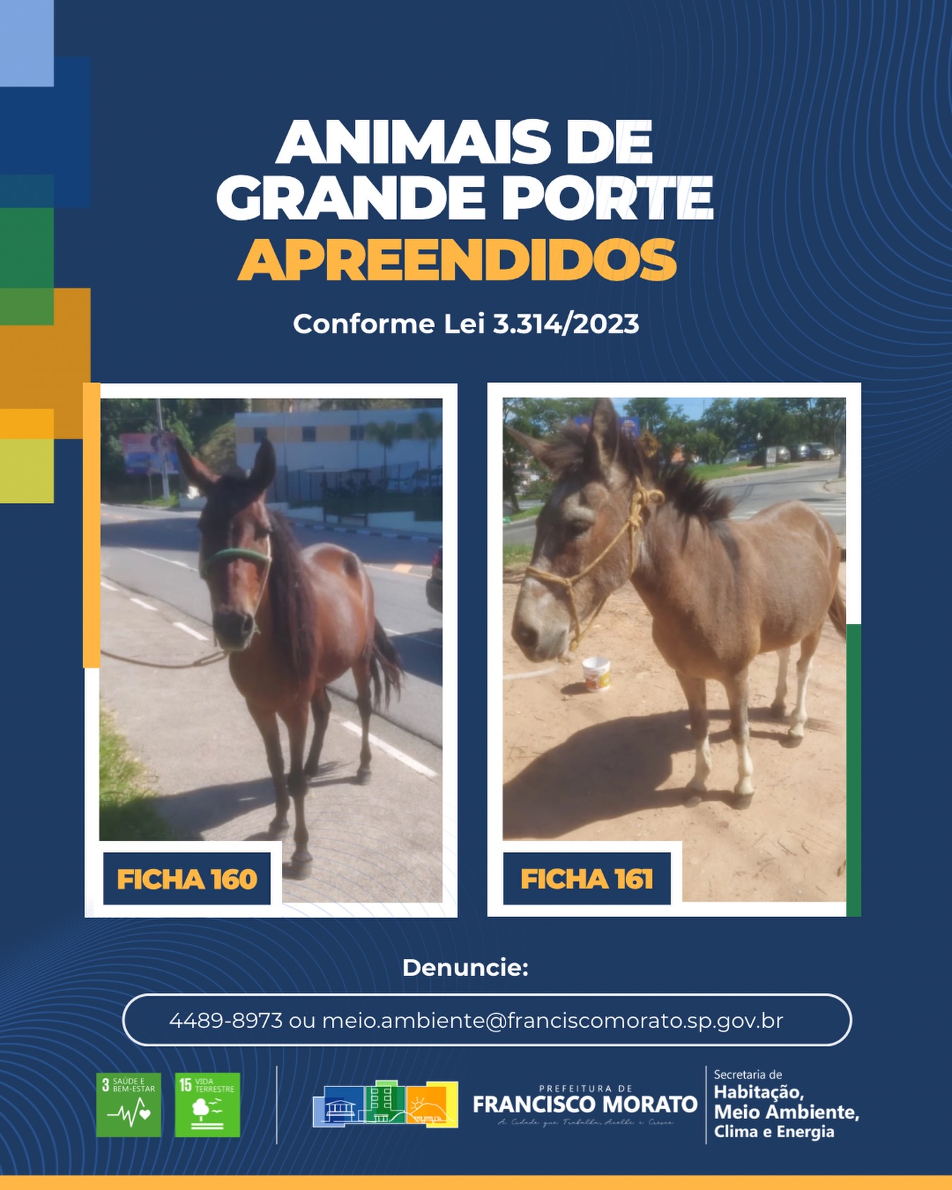 Animais de Grande Porte apreendidos em Francisco Morato