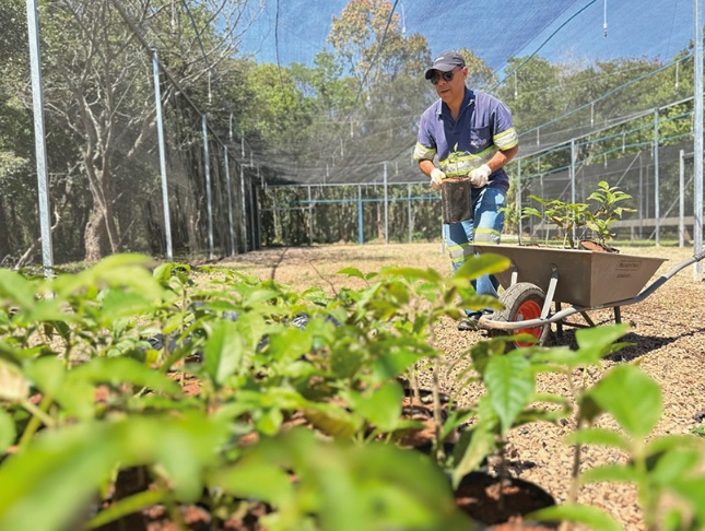 DAE reestrutura viveiro e fortalece atuação em projetos de recuperação ecológica